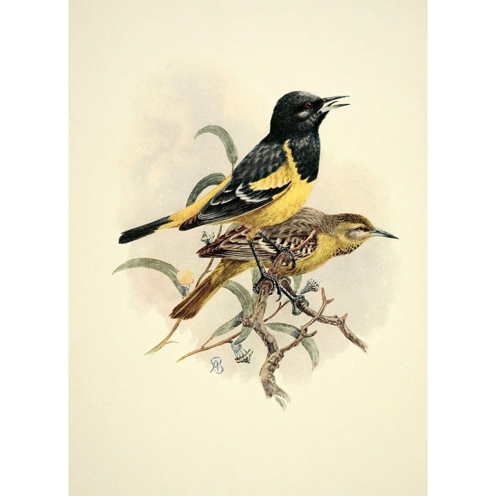 Birds of California 1923 Scotts Oriole Poster Print by A. Brooks Image 1