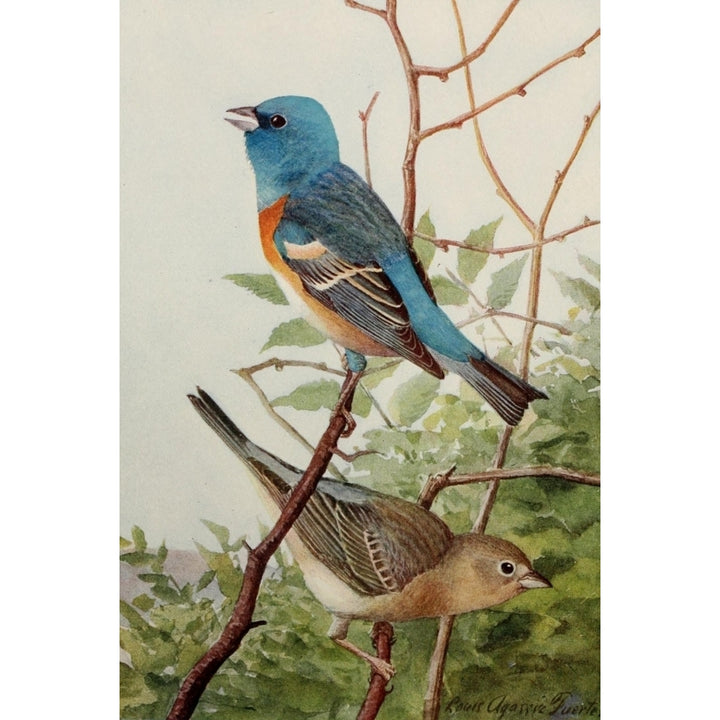 Birds of the Rockies 1902 Lazuli Bunting Poster Print by L.A. Fuertes Image 1