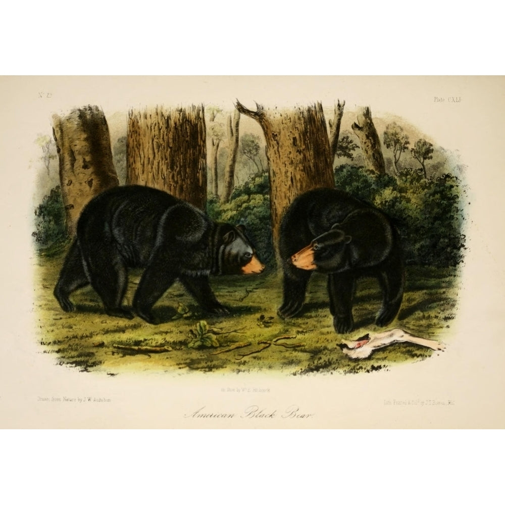 Quadrupeds of N. America 1851 American Black Bear Poster Print by J.W. Audubon Image 2