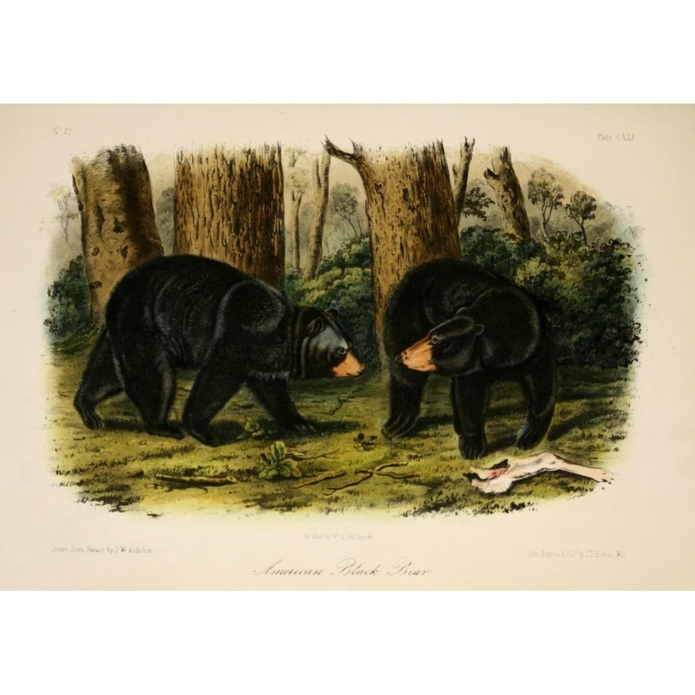 Quadrupeds of N. America 1851 American Black Bear Poster Print by J.W. Audubon Image 1