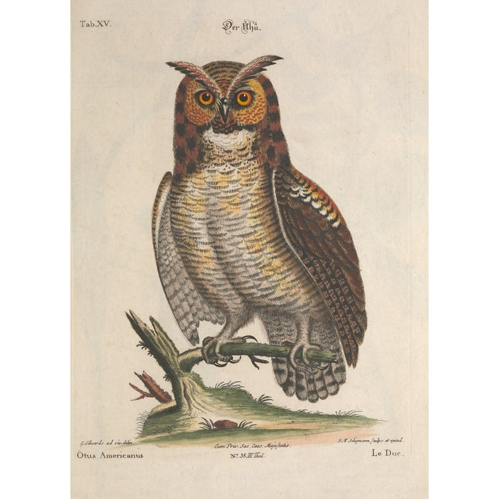 En Zeldzaame Vogelen 1772 American Owl Poster Print by Mark Catesby Image 2