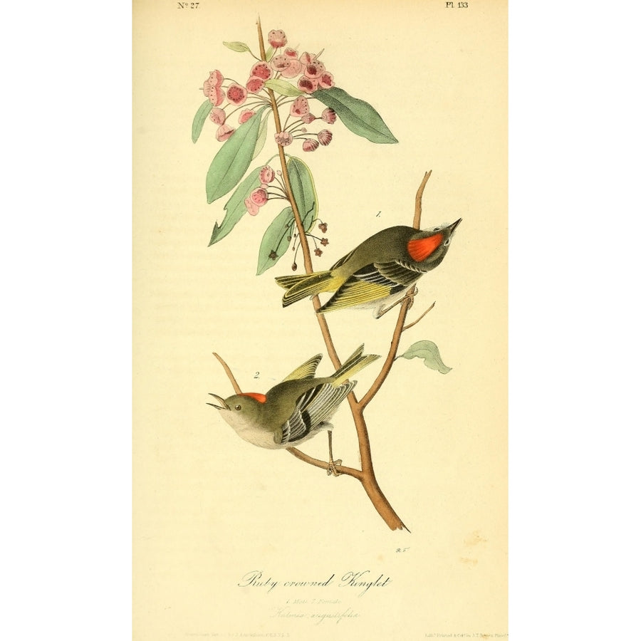 Birds of America 1844 Ruby-crowned Kinglet Poster Print by J.J. Audubon Image 1