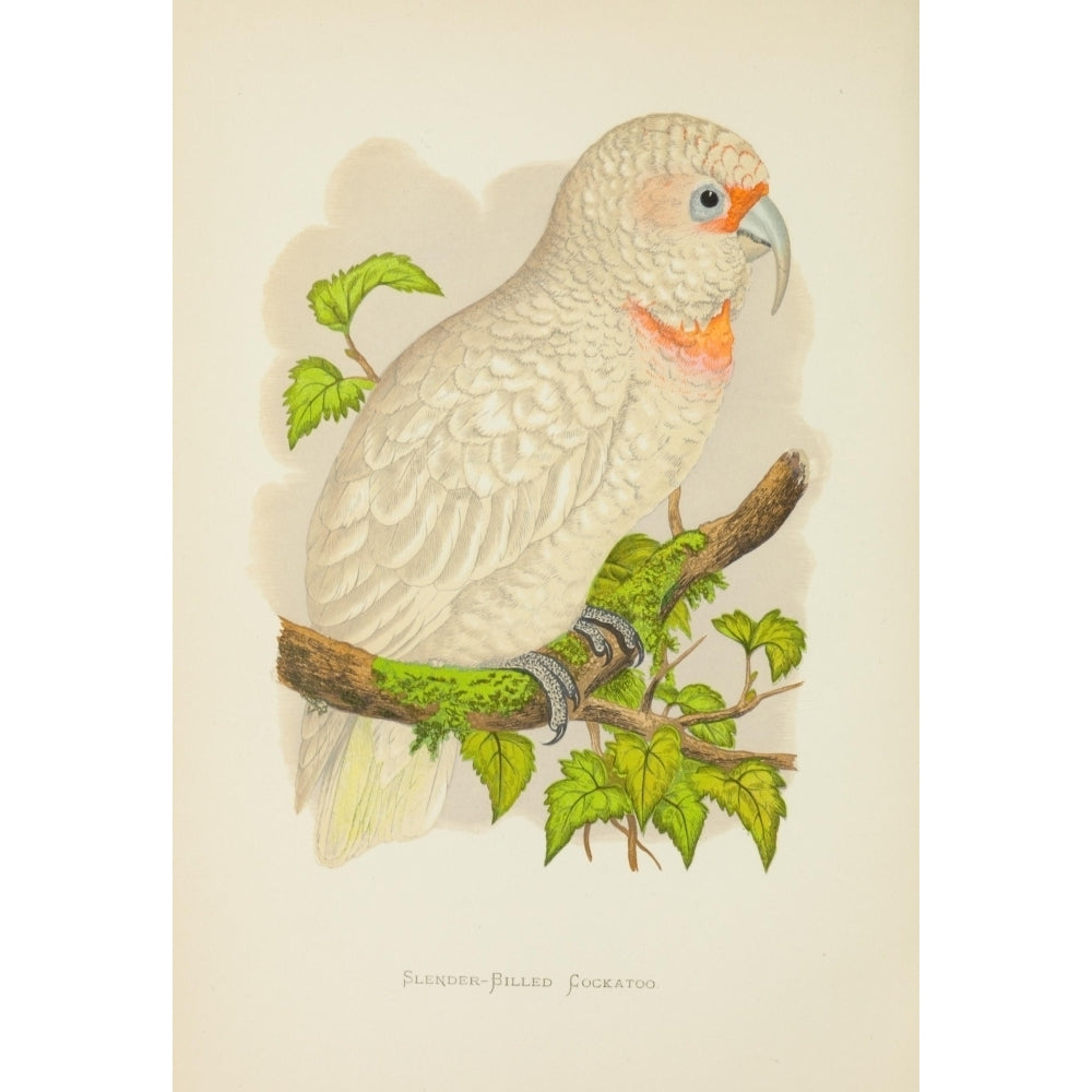 Parrots in Captivity 1884 Slender-billed Cockatoo Poster Print by A.F. Lydon Image 1