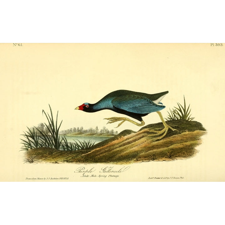 Birds of America 1844 Purple Gallinule Poster Print by J.J. Audubon Image 1