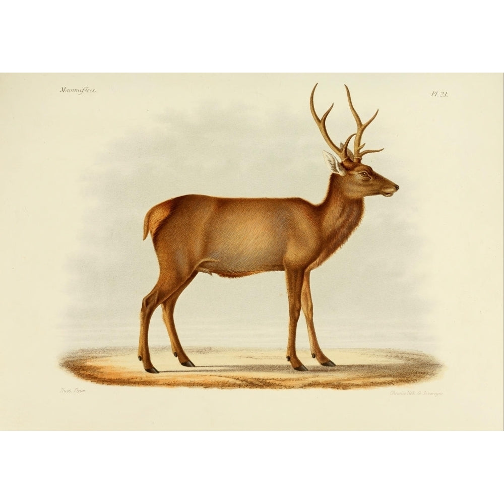 Des Mammif res 1868 Manchuriam Wapiti Poster Print by Huet Image 1