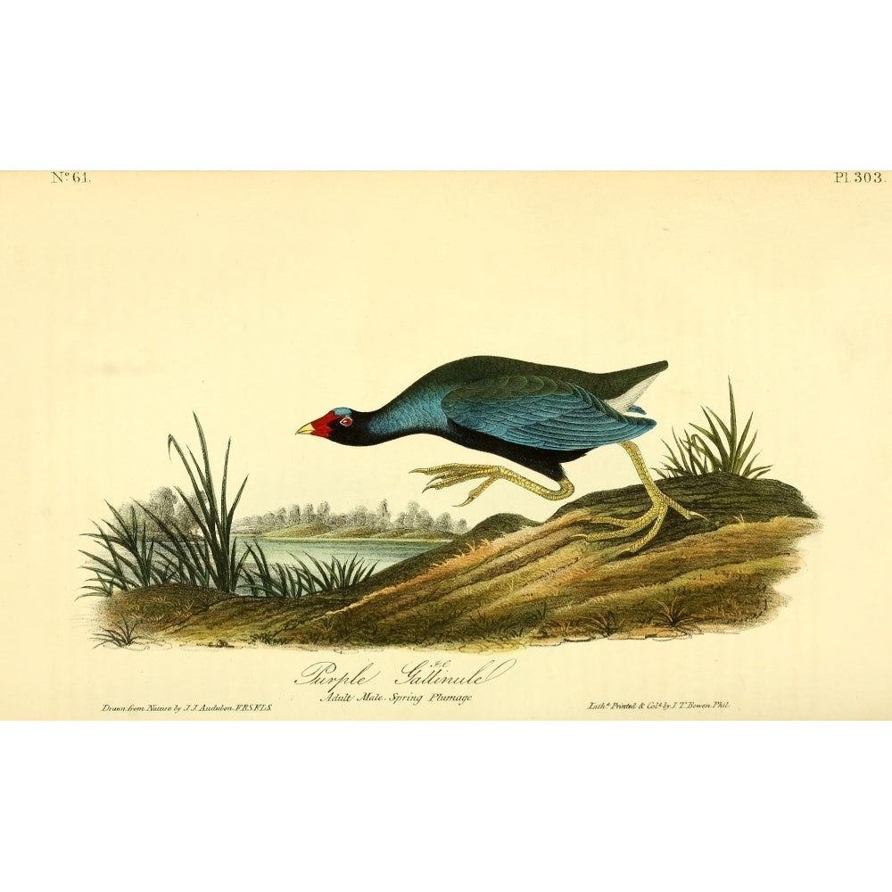 Birds of America 1844 Purple Gallinule Poster Print by J.J. Audubon Image 2