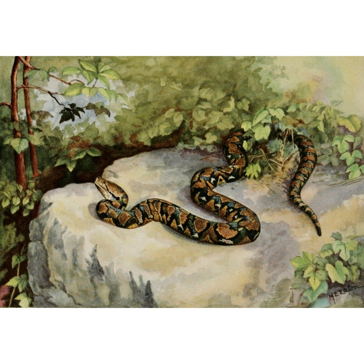 American Natural History 1914 Reticulated Python Poster Print by M.E. Eaton Image 1