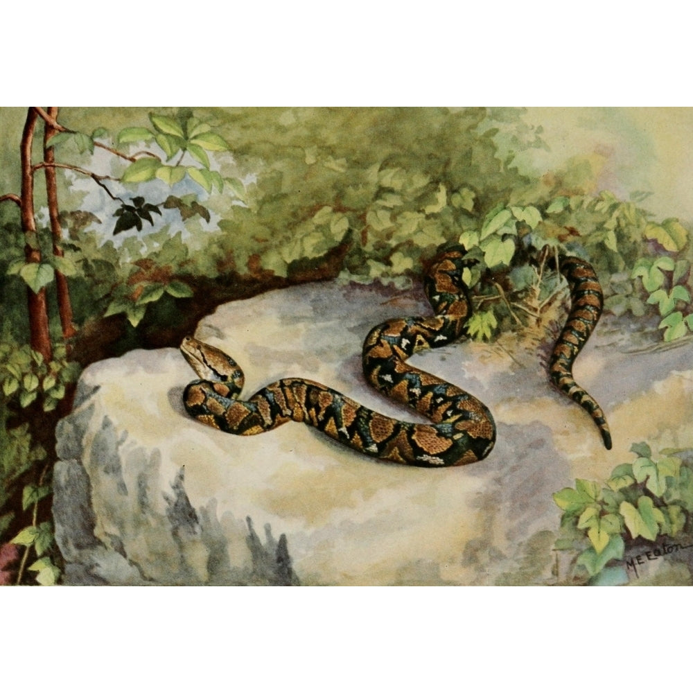 American Natural History 1914 Reticulated Python Poster Print by M.E. Eaton Image 2