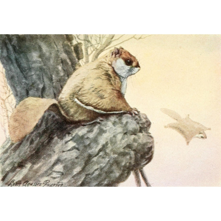 Burgess Animal Book for Children 1920 Flying Squirrel Poster Print by L.A. Fuertes Image 2