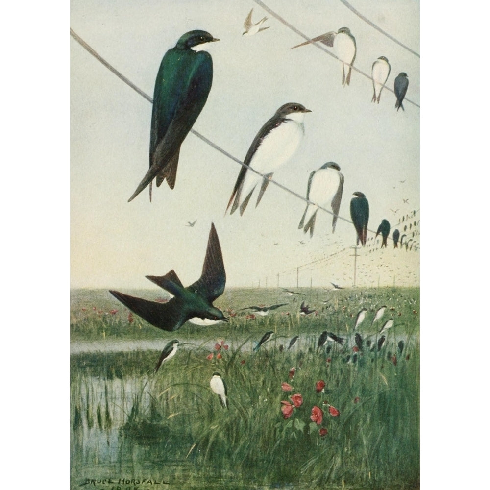 Bird-Lore 1922 Tree Swallows Poster Print by R.B. Horsfall Image 2