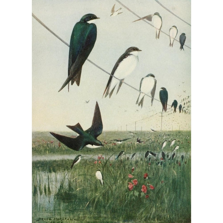 Bird-Lore 1922 Tree Swallows Poster Print by R.B. Horsfall Image 1