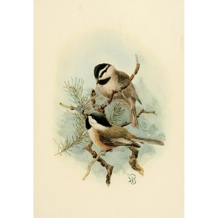 Birds of California 1923 Ore and Mntn Chickadees Poster Print by A. Brooks Image 2