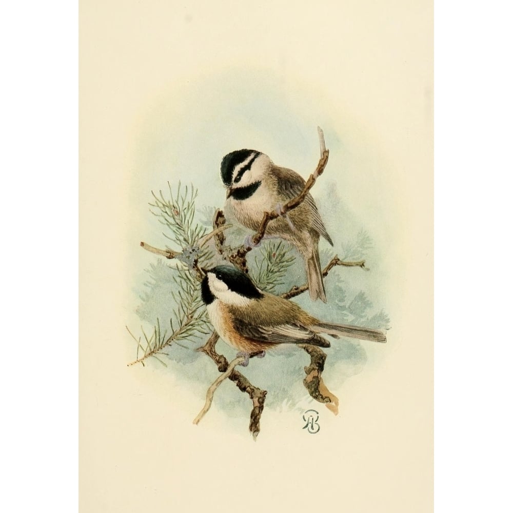 Birds of California 1923 Ore and Mntn Chickadees Poster Print by A. Brooks Image 1