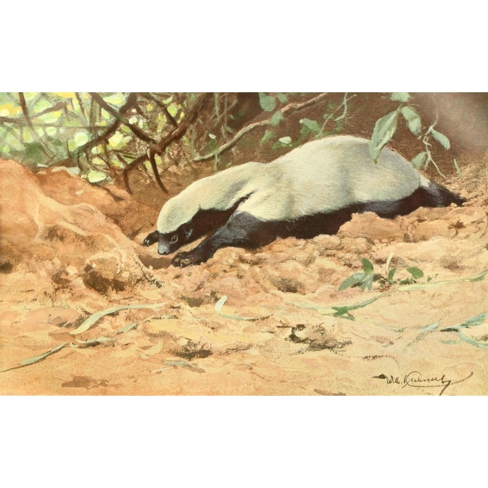 Brehms Tierleben 1911 African Honey Badger Poster Print by F.W. Kuhnert Image 1