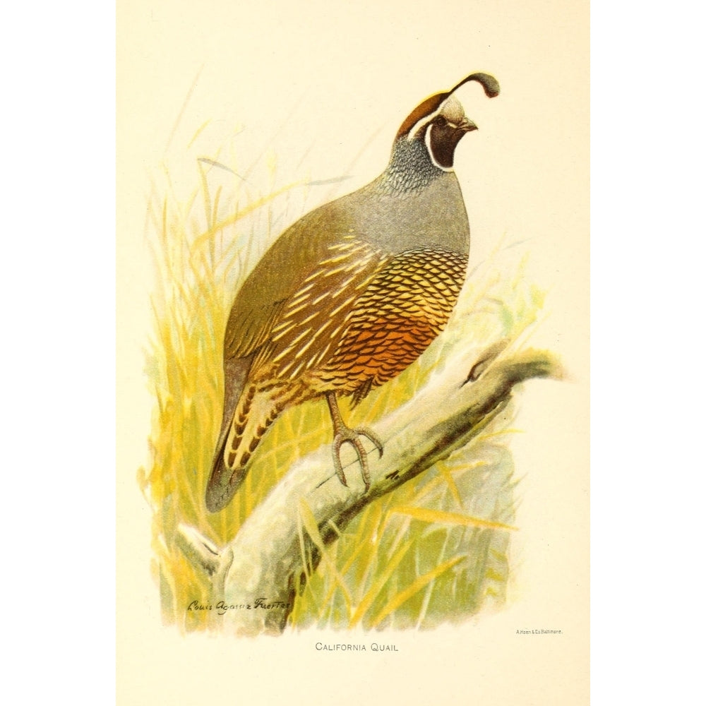 Birds of California 1893 California Quail Poster Print by L.A. Fuertes Image 1