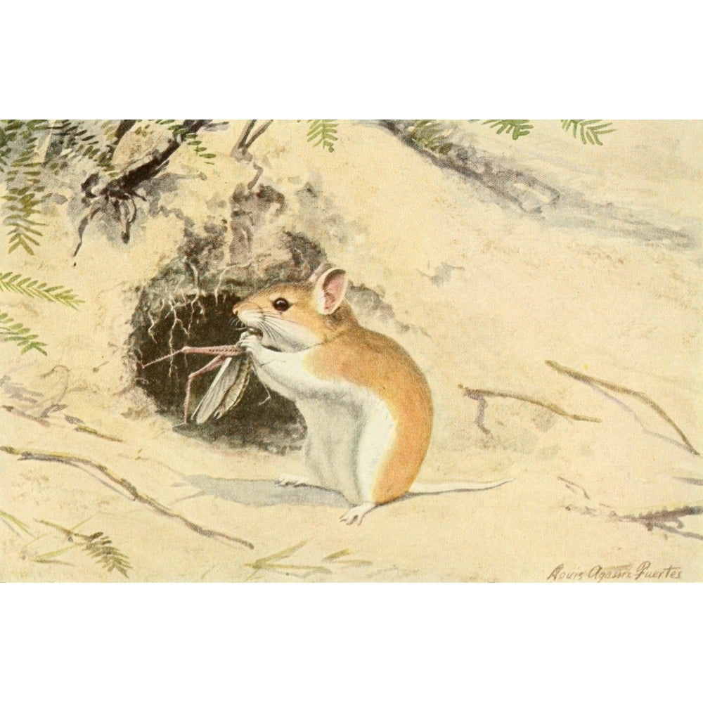 Wild Animals of N. America 1918 Grasshopper Mouse Poster Print by L.A. Fuertes Image 1