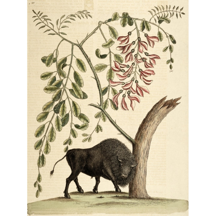 American Bison Poster Print by Mark Catesby Image 1