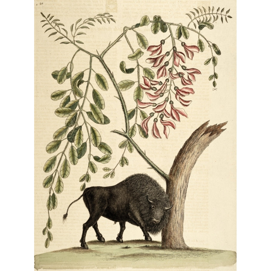 American Bison Poster Print by Mark Catesby Image 1