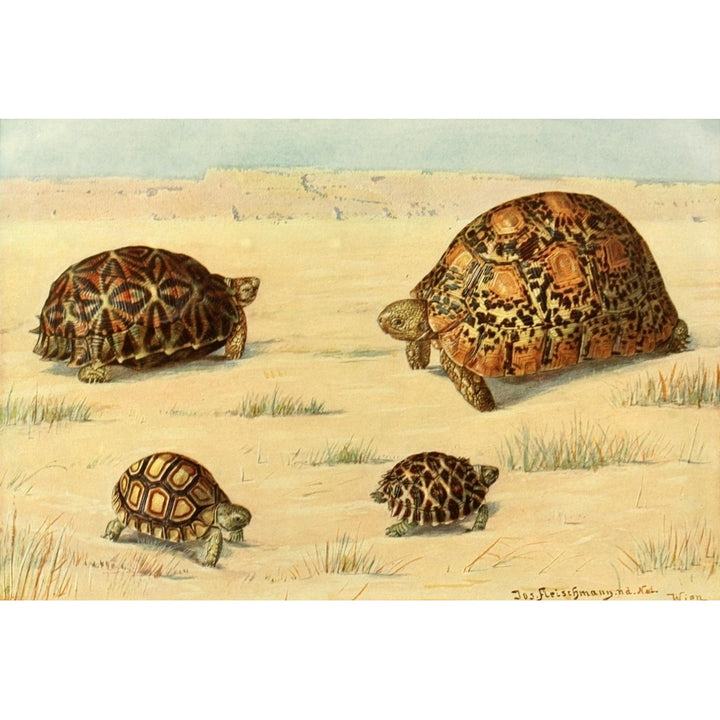 Brehms Tierleben 1913 South African Tortoises Poster Print by Josef Fleischmann Image 1