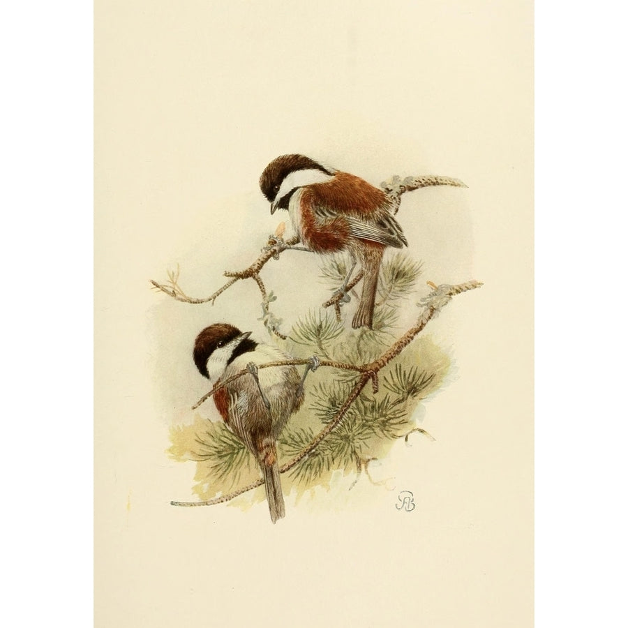 Birds of California 1923 Chstnt-bckd Chickadees Poster Print by A. Brooks Image 1