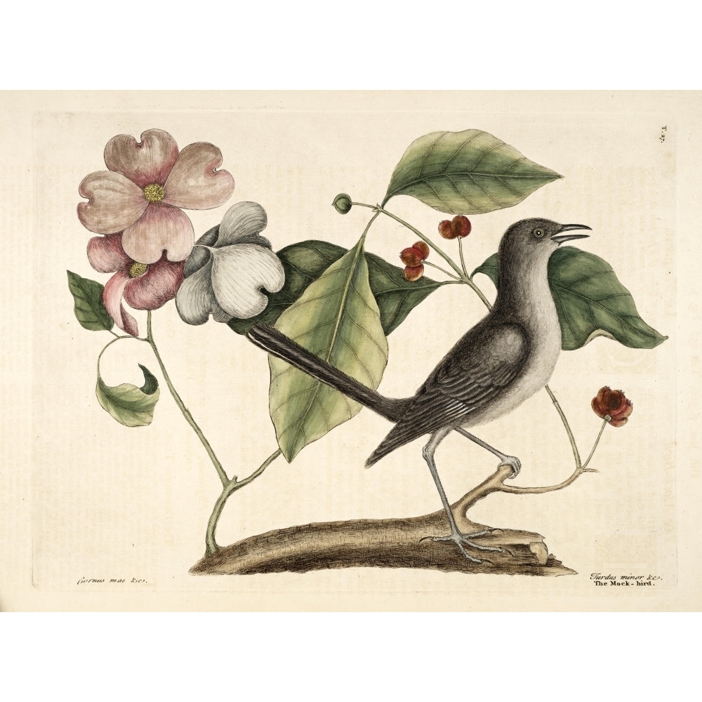 Mockingbird Poster Print by Mark Catesby Image 2