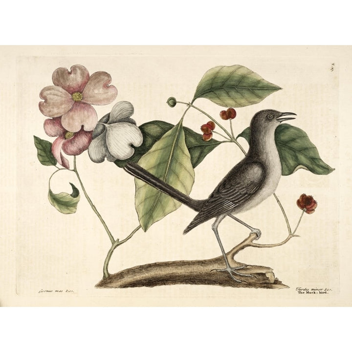 Mockingbird Poster Print by Mark Catesby Image 1