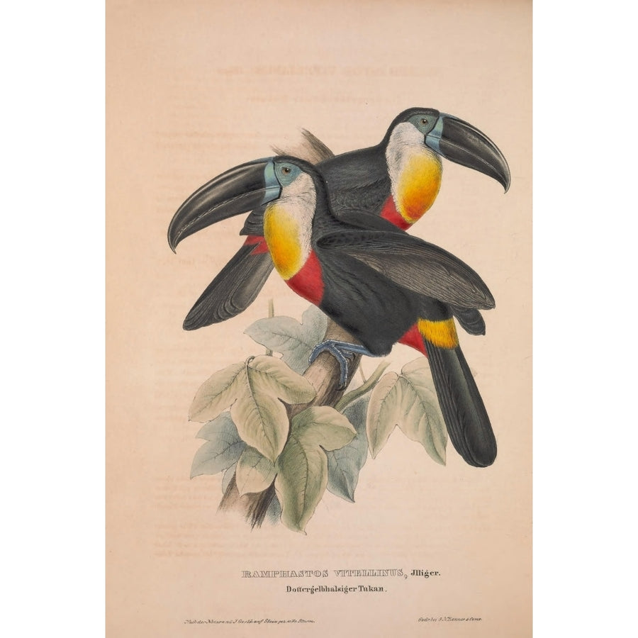 Monographie der Ramphastiden 1841 Toucan Poster Print by John Gould Image 1