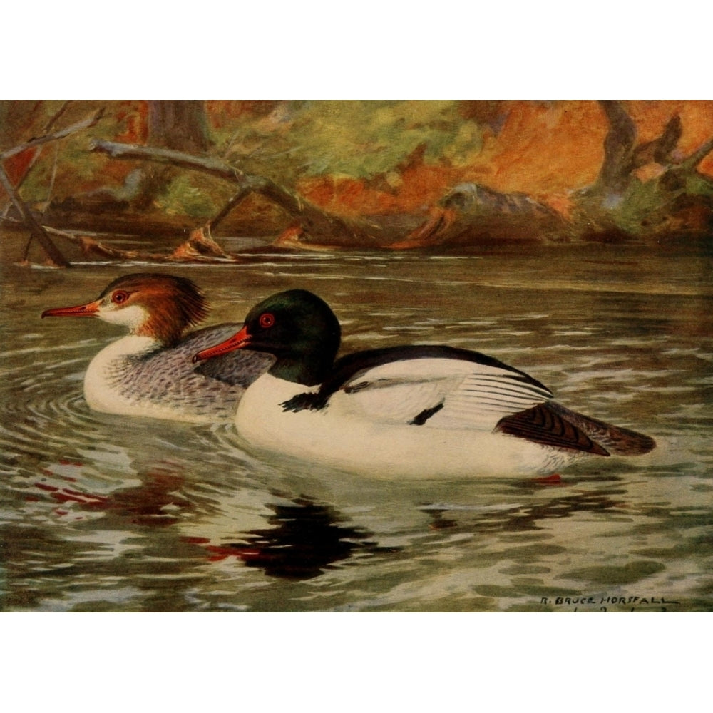 Birds of N. Carolina 1919 Merganser Poster Print by R.B. Horsfall Image 2