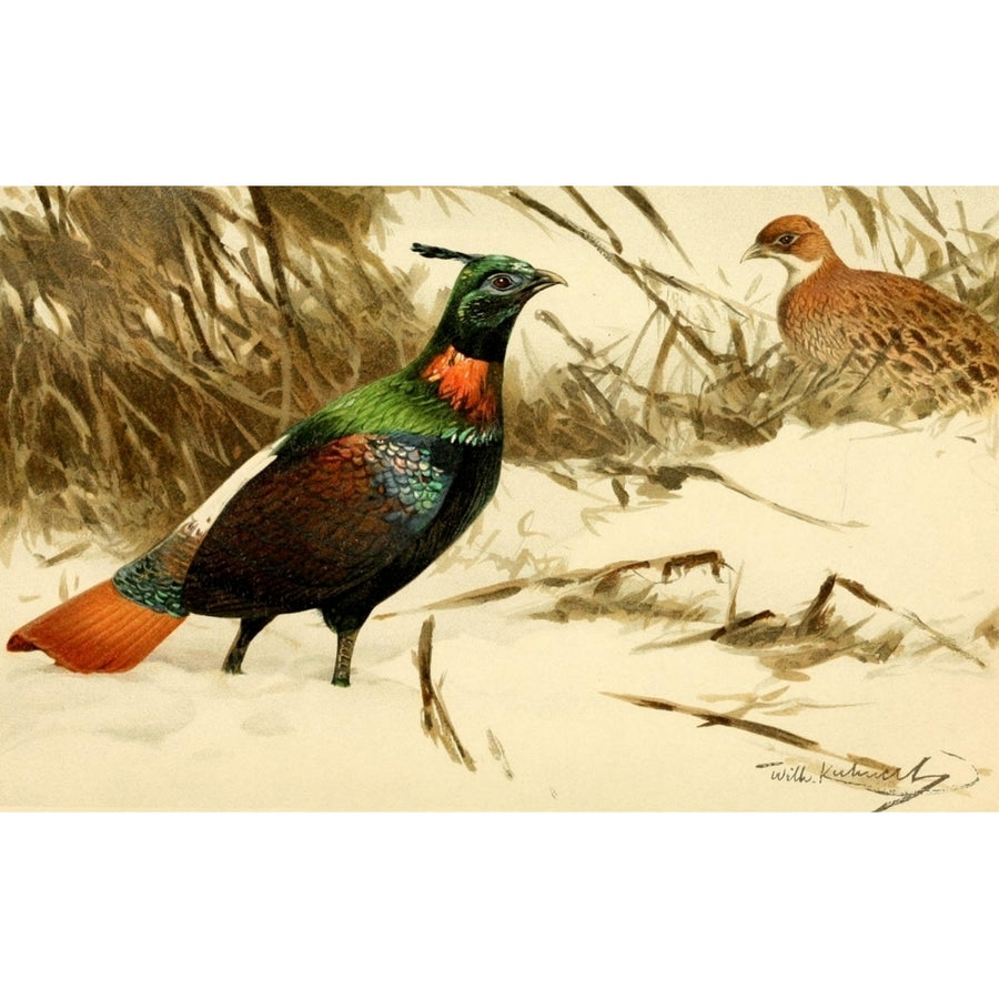 Brehms Tierleben 1911 Himalayan Monal Pheasant Poster Print by F.W. Kuhnert Image 1