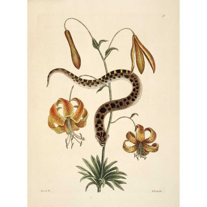 Hog-nose Snake Poster Print by Mark Catesby Image 1