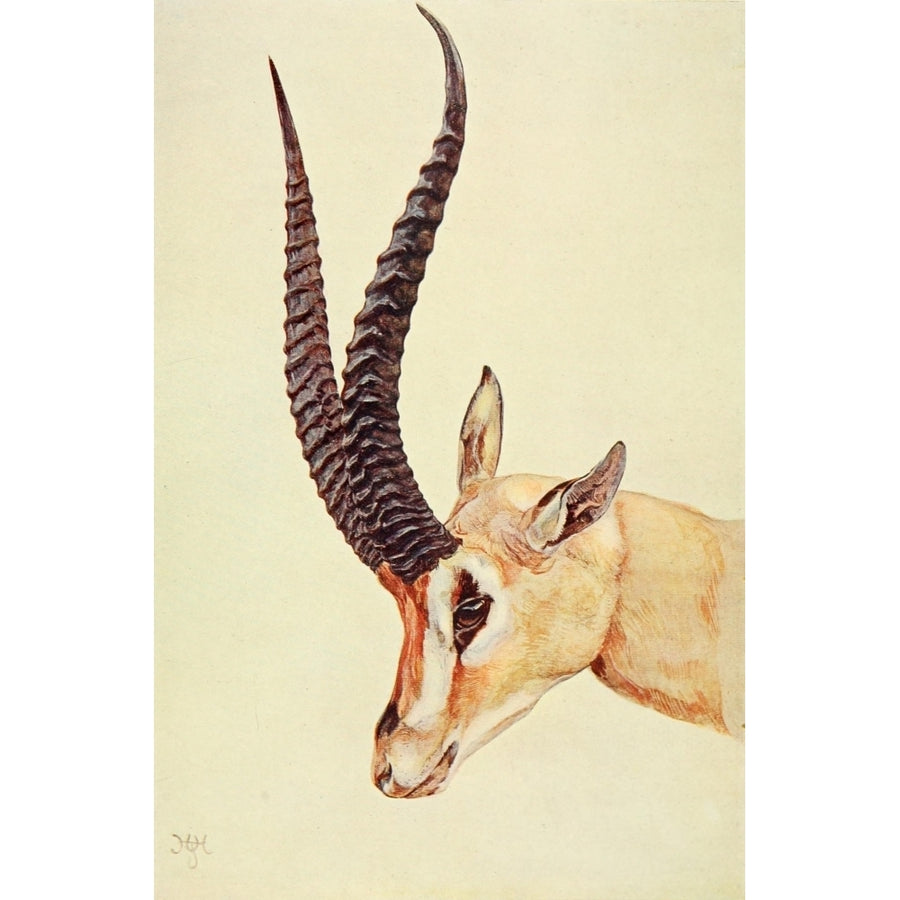 The Uganda Protectorate 1902 Grants Gazelle Poster Print by Sir Harry Johnston Image 1