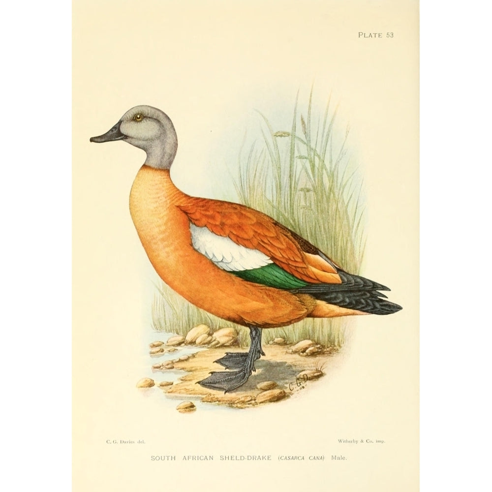 The Game-birds and Water-fowl of South Africa 1912 South African Sheld-drake Print by Sergeant Charles G Davis Image 1