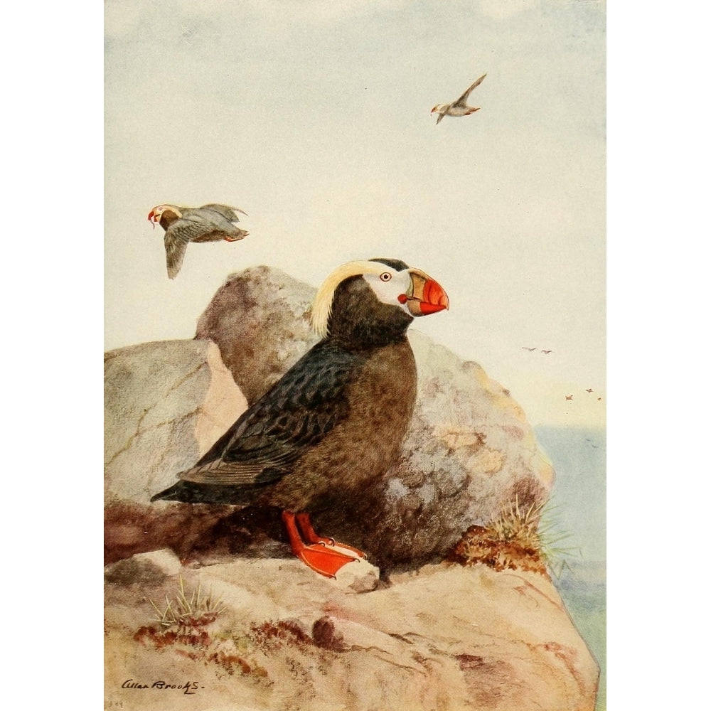 Birds of California 1923 Tufted Puffin Poster Print by A. Brooks Image 2