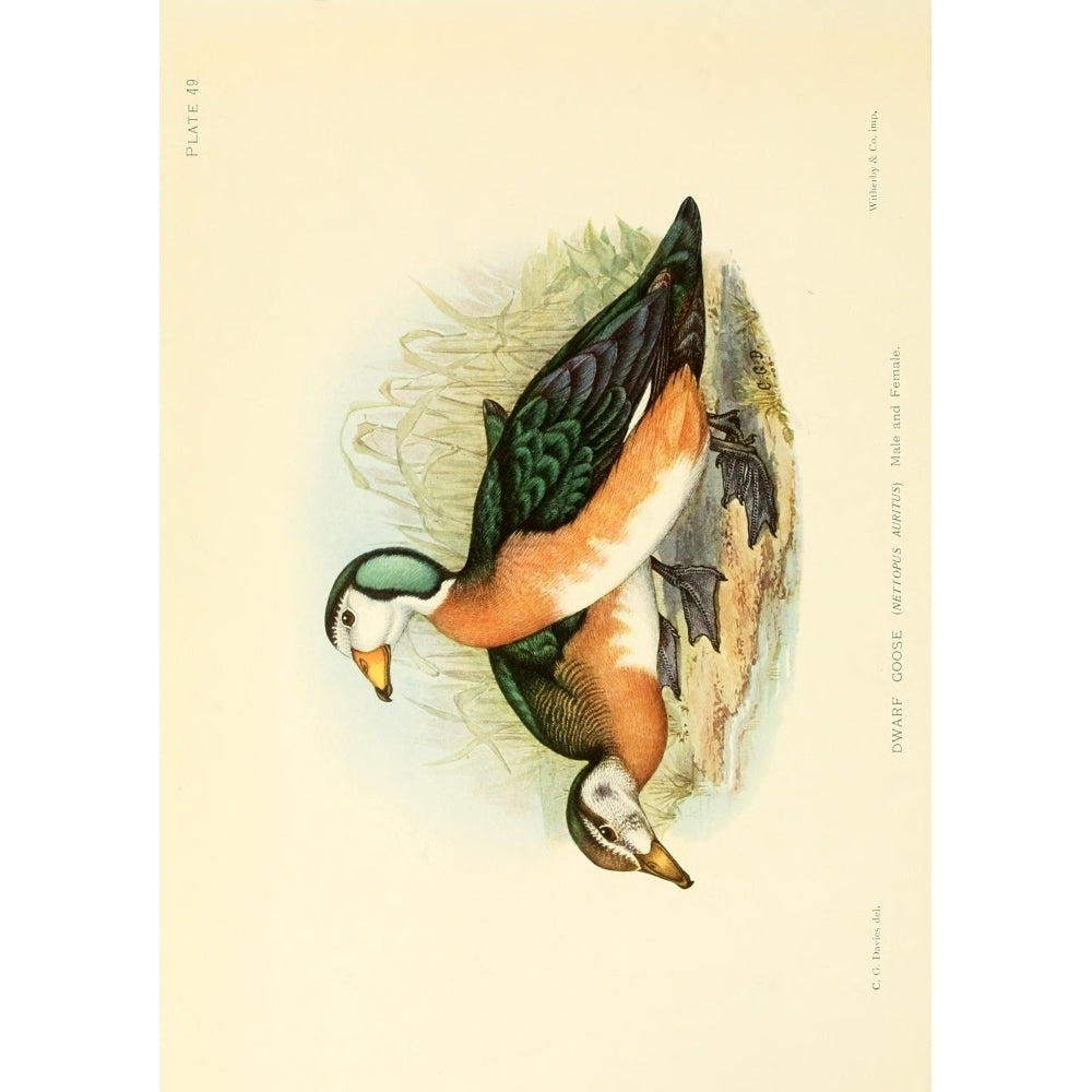 The Game-birds and Water-fowl of South Africa 1912 Dwarf Goose Poster Print by Sergeant Charles G. Davis Image 2