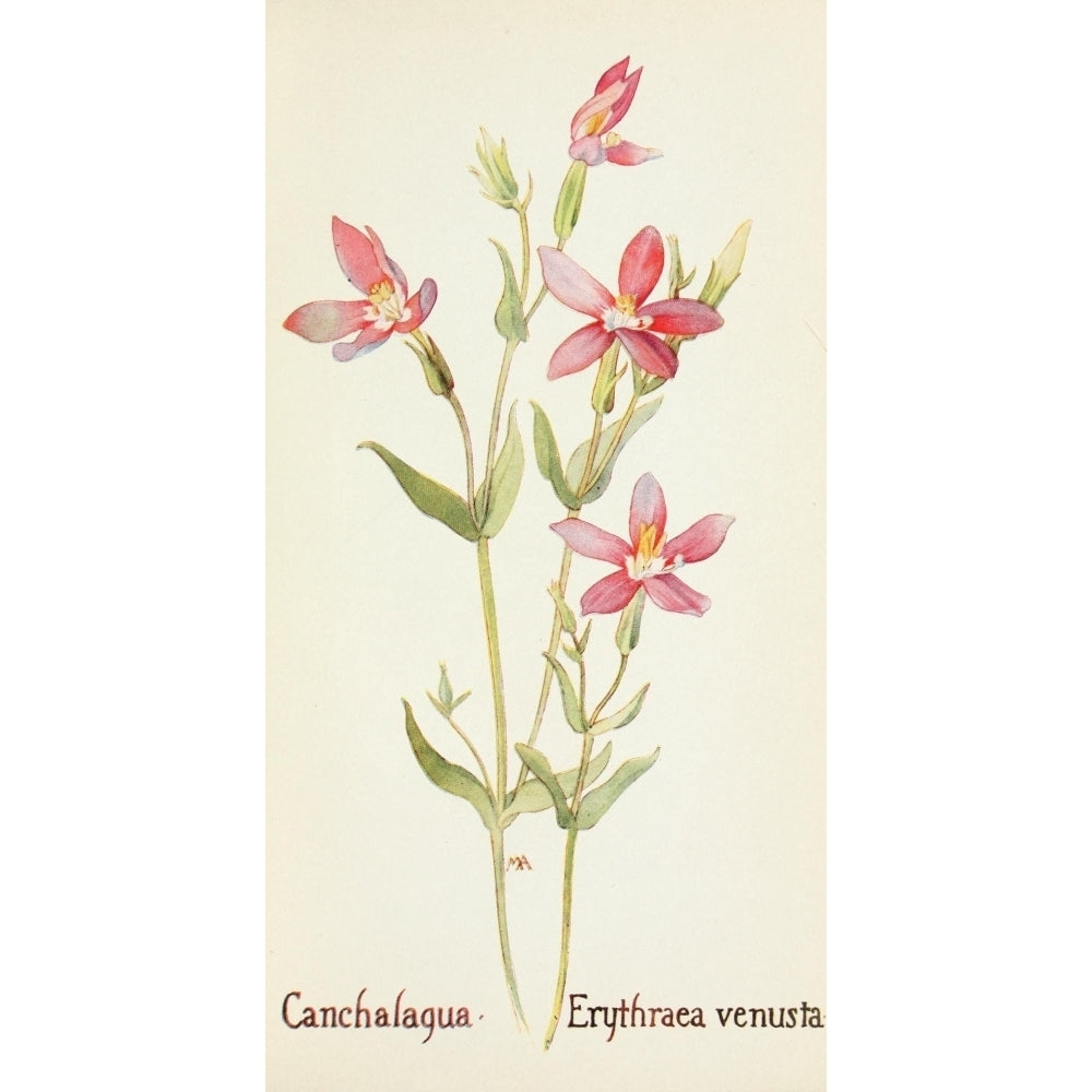 Western Wild Flowers 1915 Canchalagua Poster Print by M. Armstrong Image 1