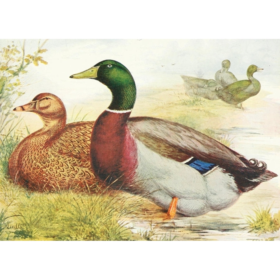 Wrights Book of Poultry nd Rouen Ducks Poster Print by J.W. Ludlow Image 1