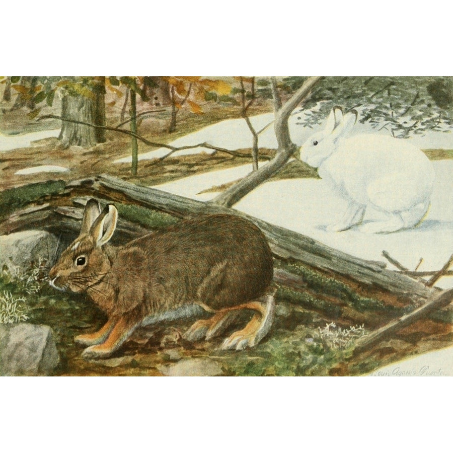 Wild Animals of N. America 1918 Varying Hare or Snowshoe Rabbit Poster Print by L.A. Fuertes Image 1