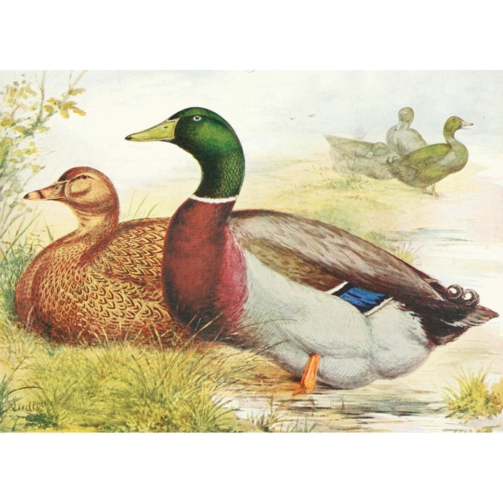 Wrights Book of Poultry nd Rouen Ducks Poster Print by J.W. Ludlow Image 2