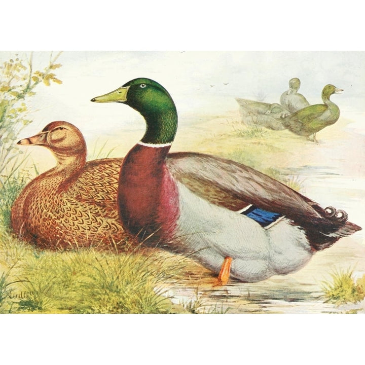 Wrights Book of Poultry nd Rouen Ducks Poster Print by J.W. Ludlow Image 1