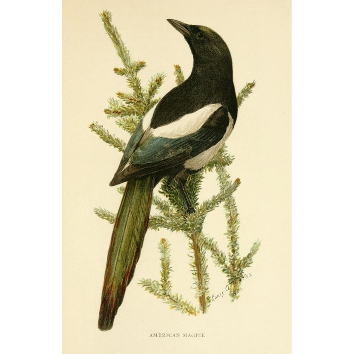 Second Book of Birds 1901 American Magpie Poster Print by L.A. Fuertes Image 1