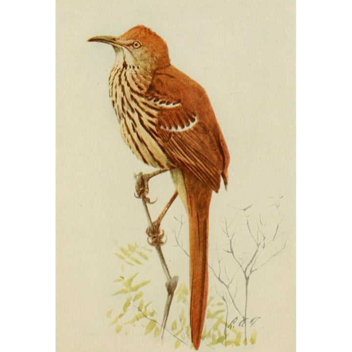 Book of Birds 1918 Brown Thrasher Poster Print by L.A. Fuertes Image 1