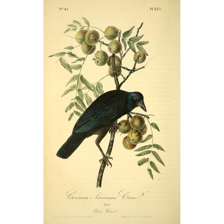 Birds of America 1844 Common American Crow Poster Print by J.J. Audubon Image 2