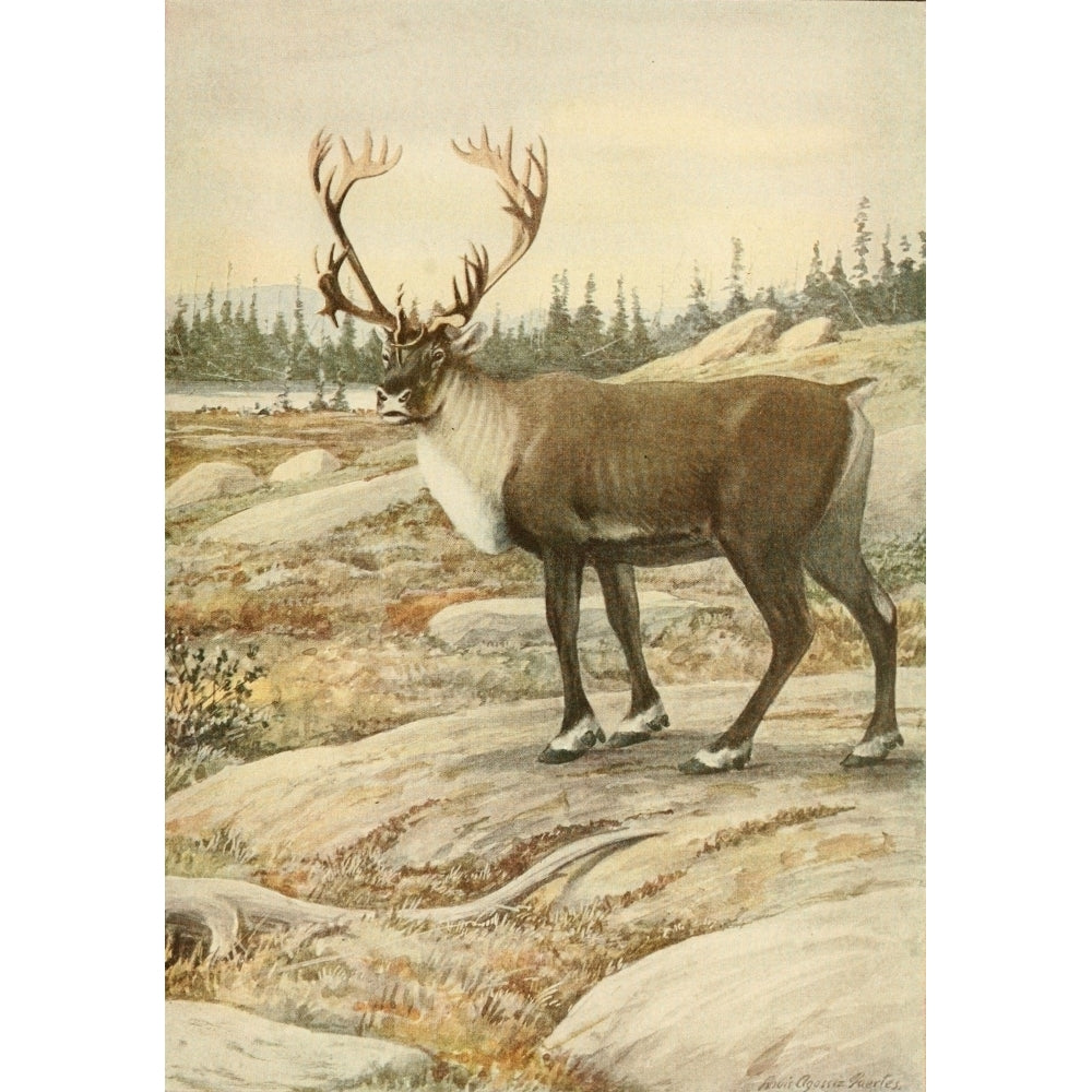 Wild Animals of N. America 1918 Woodland Caribou Poster Print by L.A. Fuertes Image 2