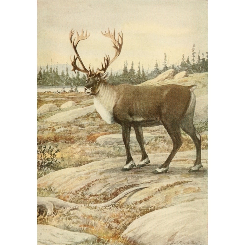 Wild Animals of N. America 1918 Woodland Caribou Poster Print by L.A. Fuertes Image 1