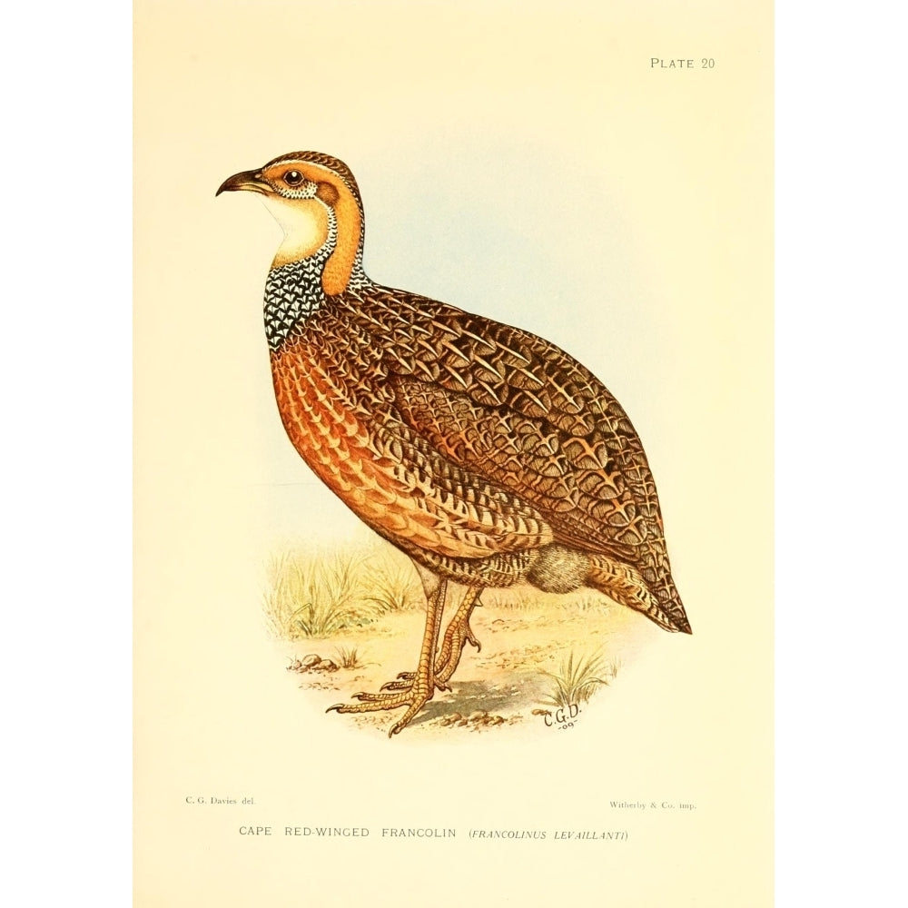 The Game-birds and Water-fowl of South Africa 1912 Cape Red-winged Francolin Print by Sergeant Charles G Davis Image 2