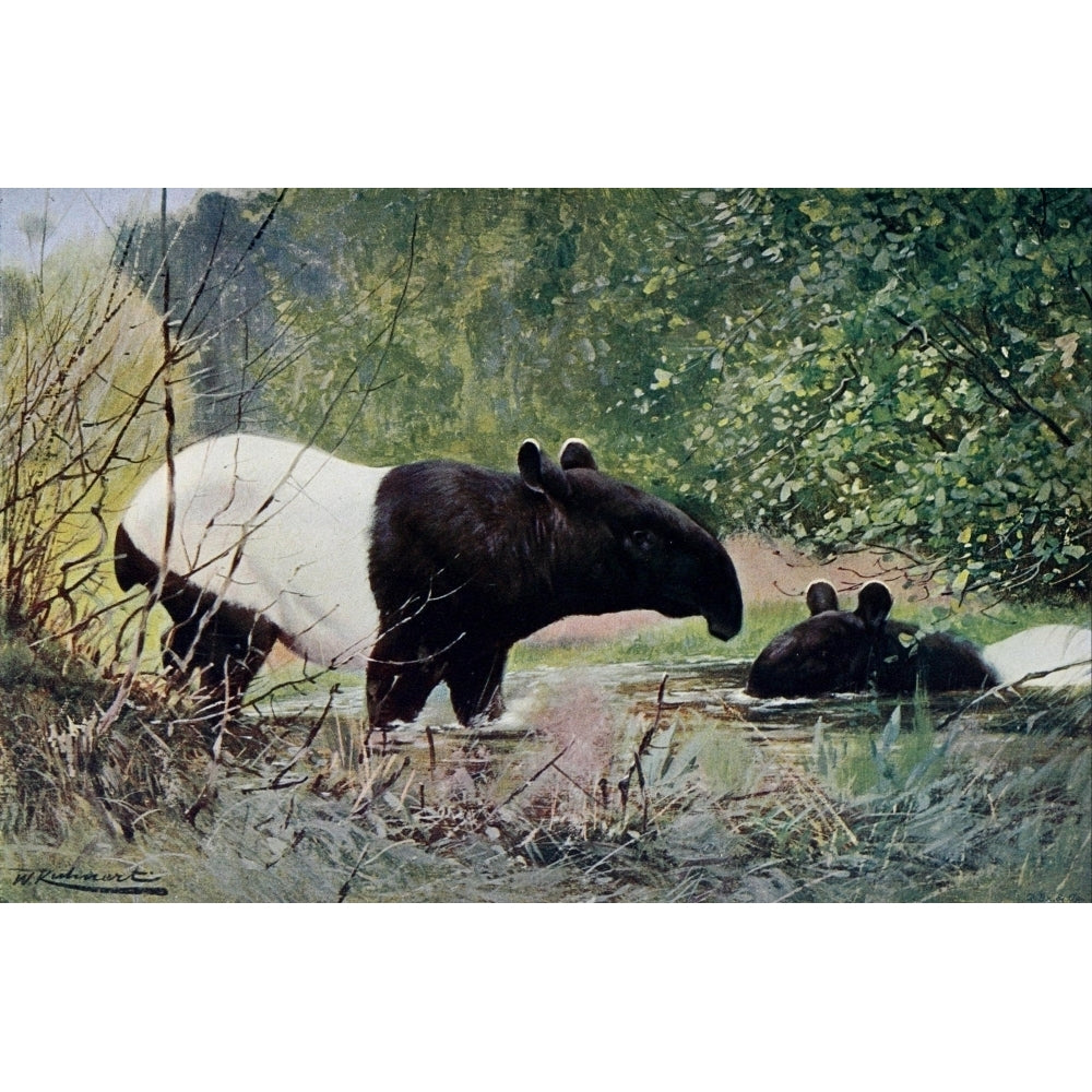 Wild Life of the World 1916 Indian Tapir Poster Print by F.W. Kuhnert Image 1