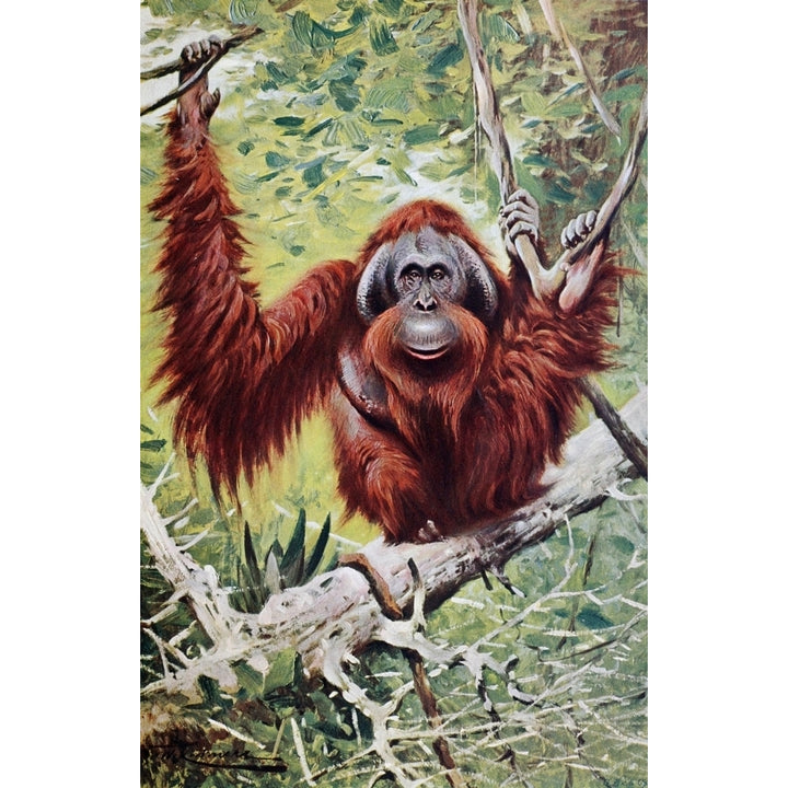 Wild Life of the World 1916 Orangutan Poster Print by F.W. Kuhnert Image 1