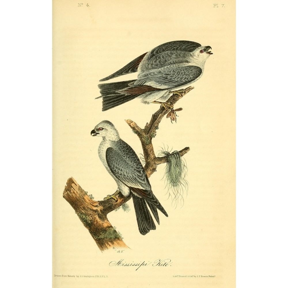 Birds of America 1844 Mississippi Kite Poster Print by J.J. Audubon Image 2