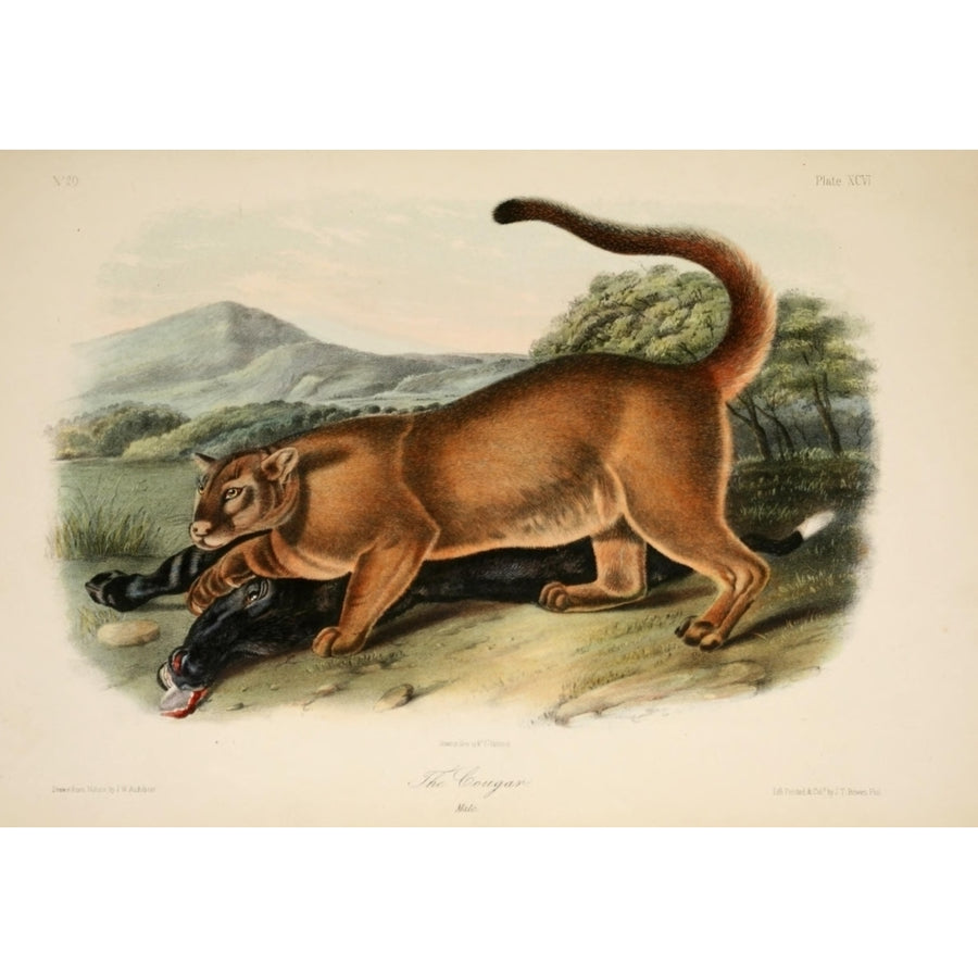 Quadrupeds of N. America 1851 Cougar Poster Print by J.W. Audubon Image 1