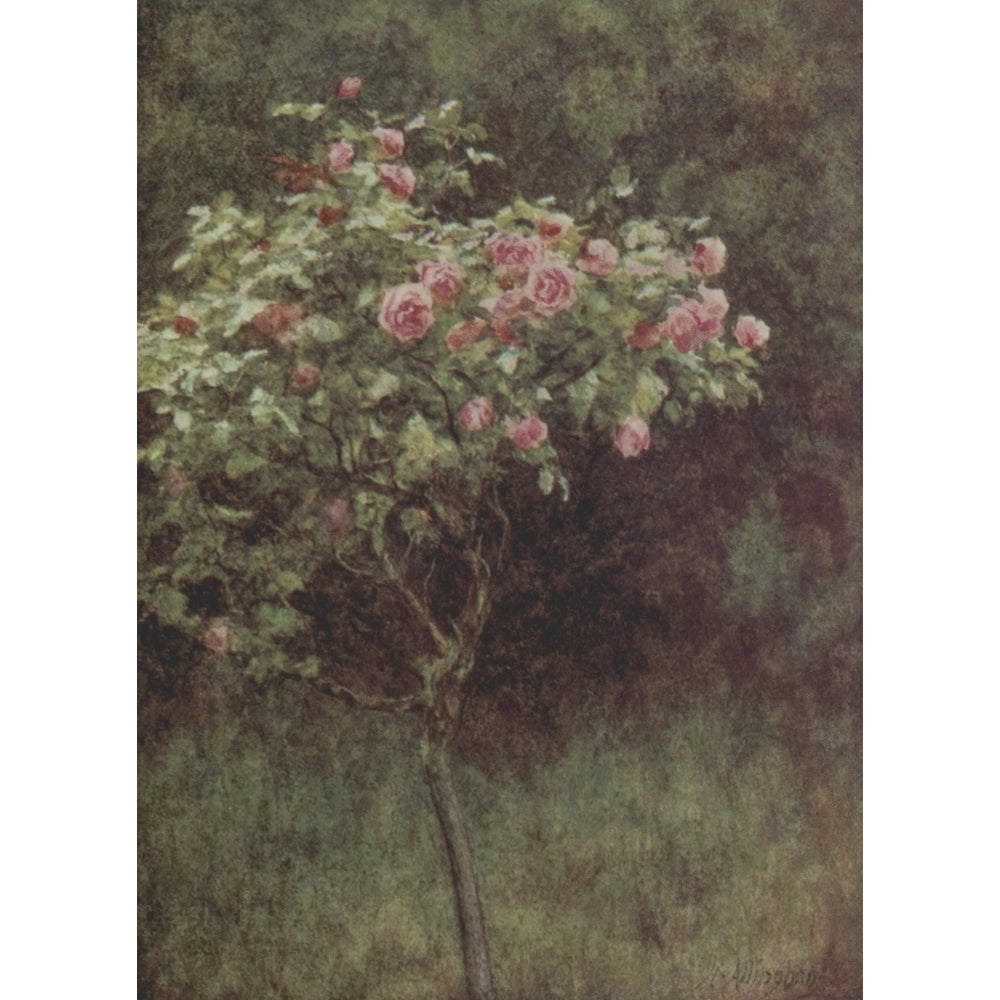 Happy England 1904 Study of a Rose Bush Poster Print by Helen Allingham Image 1